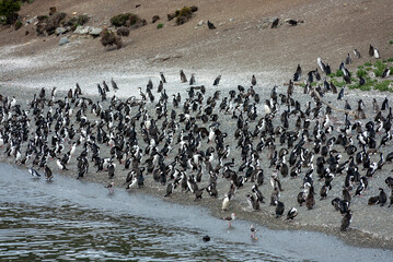 penguins in their wild and free habitat in the penguin colony in ushuaia argentina on the beagle channel