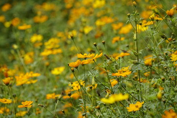 Close-up of Cosmos bipinnatus flower in the garden