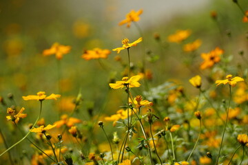 Close-up of Cosmos bipinnatus flower in the garden