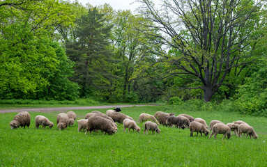 sheep grazing