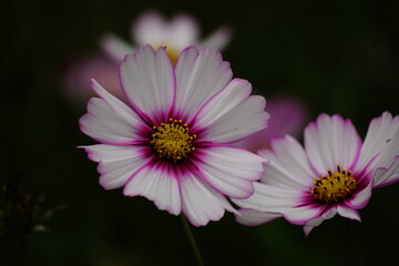 Obraz premium Close-up of Cosmos bipinnatus flower in the garden