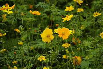 Close-up of Cosmos bipinnatus flower in the garden