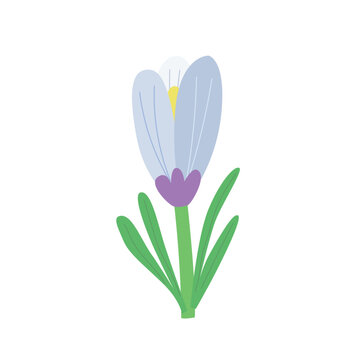 Spring flower crocus. Vector isolated on white background.