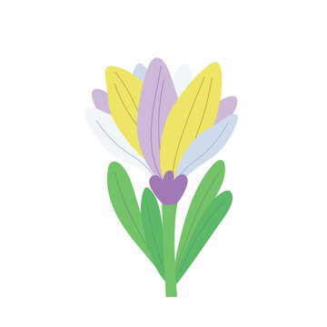 Spring colorful crocus flower. Vector isolated on white background.