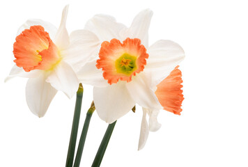 narcissus flowers isolated