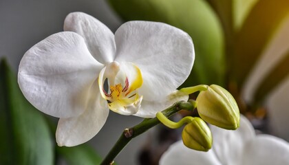 Obraz na płótnie Canvas delicate white orchid