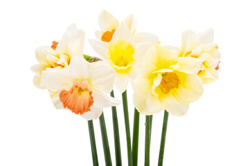 narcissus flowers isolated