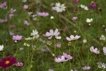 Close-up of Cosmos bipinnatus flower in the garden