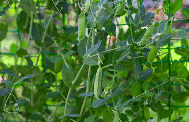 Fototapeta premium green peas