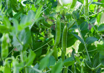 green peas