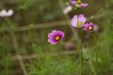 Close-up of Cosmos bipinnatus flower in the garden