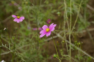 Close-up of Cosmos bipinnatus flower in the garden