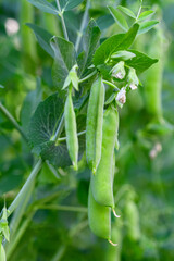 green peas