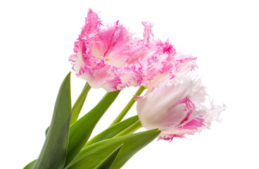 tulip flowers isolated