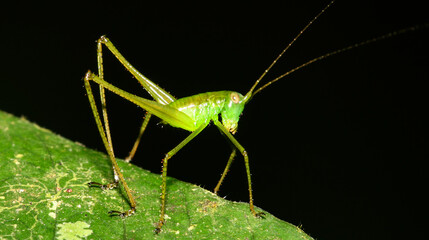 Tropical Grasshopper, Tropical Rainforest, Napo River Basin, Amazonia, Ecuador, America