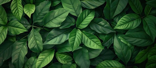 A detailed view of a lush green leafy plant showcasing its intricate textures and vibrant color against a fresh tropical background. - obrazy, fototapety, plakaty