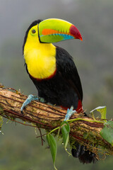 Keel-billed Toucan, Sulfur-breasted Toucan, Rainbow-billed Toucan, Ramphastos sulfuratus, Tropical Rainforest, Boca Tapada, Alajuela Province, Costa Rica, America