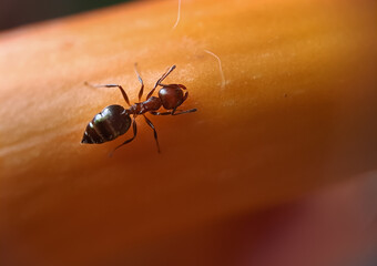 ant on a leaf
