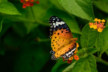 butterfly on flower