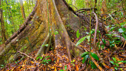 Old trees and Roots, Sinharaja National Park Rain Forest, Sinharaja Forest Reserve, World Heritage Site, UNESCO, Biosphere Reserve, National Wilderness Area, Sri Lanka, Asia