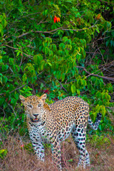 Sri Lankan Leopard, Kotiya, Chiruththai, Pantera pardus kotiya, Wilpattu National Park, Sri Lanka, Asia © Al Carrera