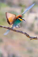 Bee-eater, Merops apiaster, Mediterranean Forest, Castilla y Leon, Spain, Europe