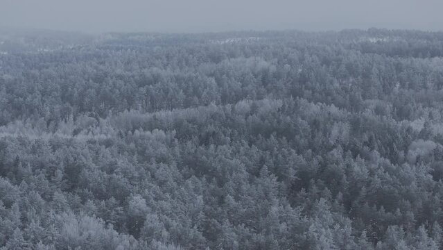 Frozen winter forest covered in ice and snow captured with drone. In original quality. 4K, DLOG, Prores HQ