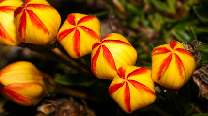 Globitos Flowers, Gentianella hirculus, Ecuador Endemic Plant, El Cajas National Park, Highlands...