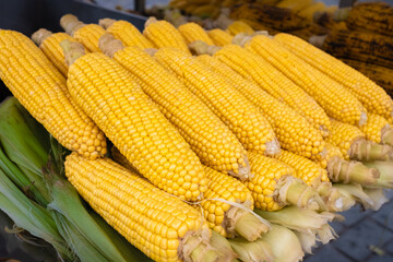 Cobs of cooked corn. Boiled corn on the cob
