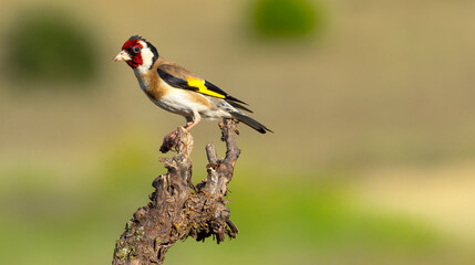 European Goldfinch, Carduelis carduelis, Mediterranean Forest, Castilla y Leon, Spain, Europe