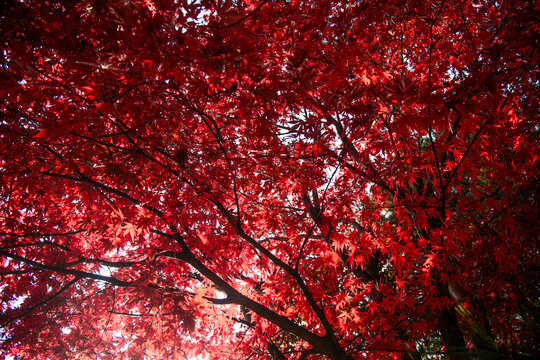 Red maple leaves in autumn