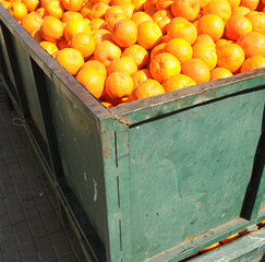 Contenedor lleno de naranjas, España. Industria de los cítricos