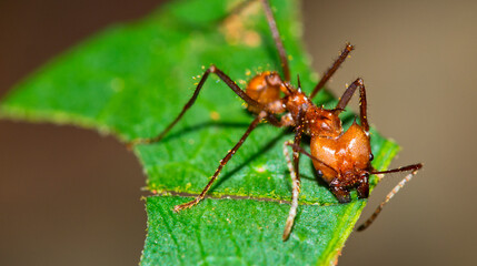 Leafcuter Ant, Tropical Rainforest, Marino Ballena National Park, Uvita de Osa, Puntarenas, Costa Rica, Central America