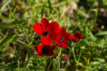 Obraz premium Red Anemone coronaria, the poppy anemone, Spanish marigold, or windflower, is a species of flowering plant in the buttercup family Ranunculaceae, native to the Mediterranean region