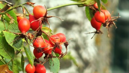 Rose hips on branch