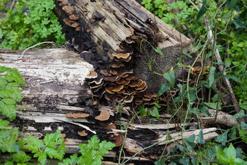 Fototapeta na wymiar Mushroom (Trametes versicolor) on a rotting fallen tree