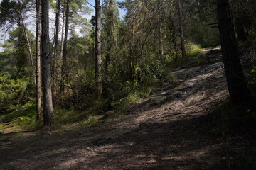 Fototapeta premium Pine forest with the sun shining through the trees.