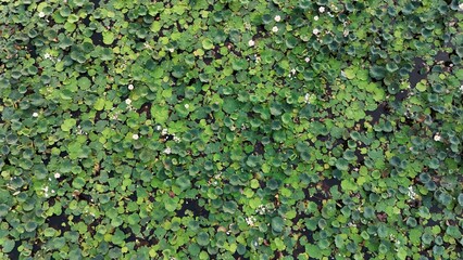 Lotus green leaf wall with plant