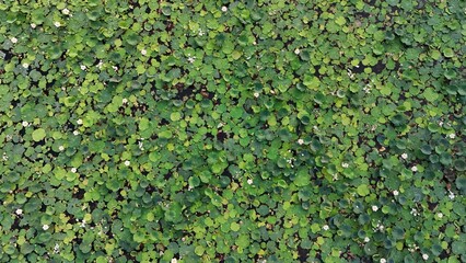 Fototapeta premium Lotus green leaf wall with plant
