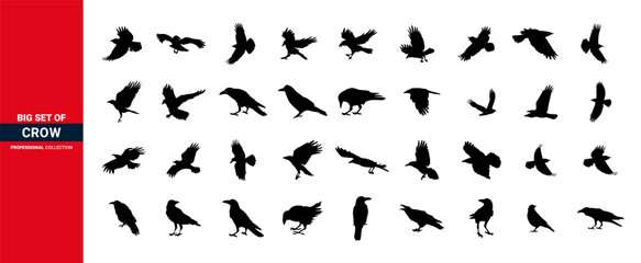 Bird icons set, diferent types of wild birds flat and moder icon set black and white, flying bird