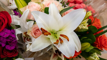 Large white flower among other colorful plants and flowers 