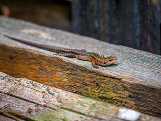 A small lizard with a tail basks in the sun in the summer sitting on wooden boards in the park