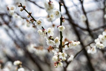 雨に濡れた梅林
