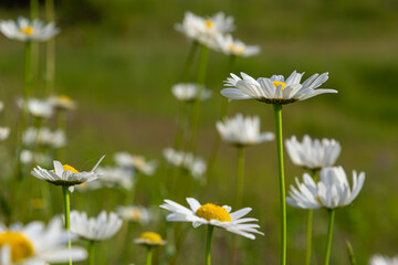 Wild daisy flowers growing on meadow, white chamomiles. Oxeye daisy, Leucanthemum vulgare, Daisies,...