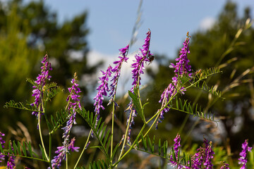 Vetch, vicia cracca valuable honey plant, fodder, and medicinal plant. Fragile purple flowers background. Woolly or Fodder Vetch blossom in spring garden