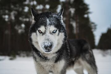 Severe Siberian Husky dog ​​with multi-colored eyes in the winter forest, close-up front view...