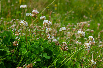 Clover or Trefoil flower, close up. Trifolium Repens or White Clover blossom with three leaflet leaf. Dutch clover is herbaceous, creeping, flowering, trifoliate plant in the bean family, Fabaceae