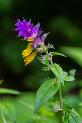 Melampyrum flower, Melampyrum nemorosum. Bumblebee on flower. Concept of seasons, ecology, natural green pharmacy