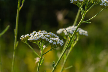 Common yarrow Achillea millefolium white flowers close up, floral background green leaves. Medicinal organic natural herbs, plants concept. Wild yarrow, wildflower