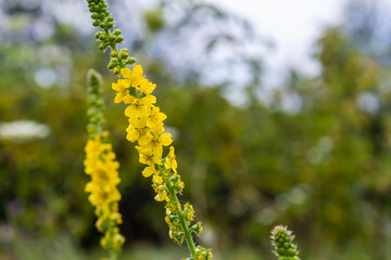 Summer in the wild among wild grasses is blooming agrimonia eupatoria